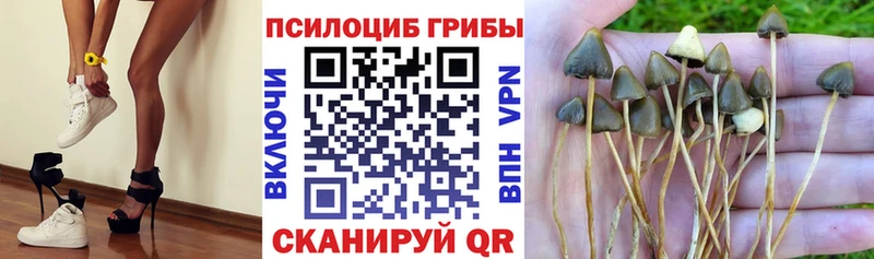 магазин продажи   Лыткарино  Псилоцибиновые грибы Cubensis 